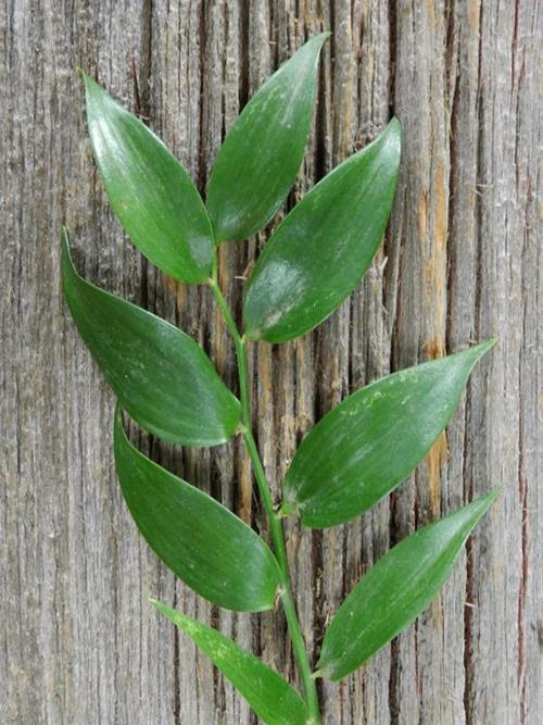 Italian Ruscus   Greens